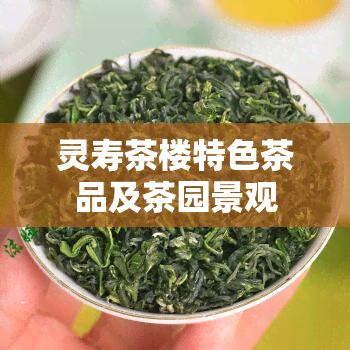 灵寿茶楼特色茶品及茶园景观