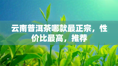 云南普洱茶哪款最正宗，性价比更高，推荐