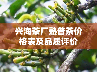 兴海茶厂熟普茶价格表及品质评价