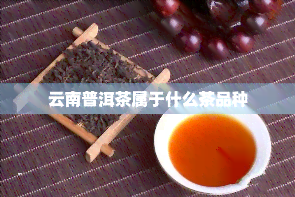 云南普洱茶属于什么茶品种