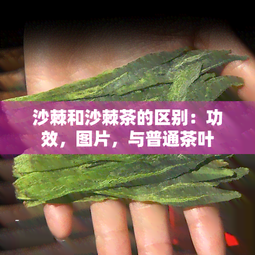 沙棘和沙棘茶的区别：功效，图片，与普通茶叶