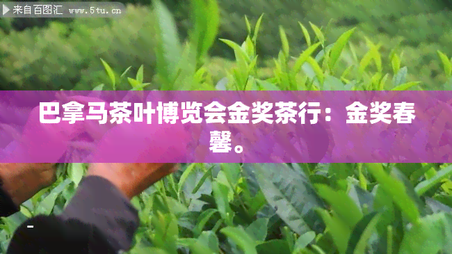 巴拿马茶叶博览会金奖茶行：金奖春馨。