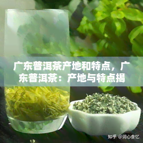 广东普洱茶产地和特点，广东普洱茶：产地与特点揭秘