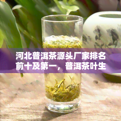 河北普洱茶源头厂家排名前十及之一，普洱茶叶生产厂家排名