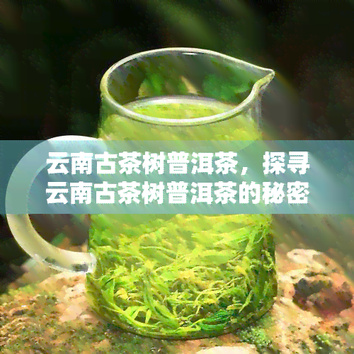 云南古茶树普洱茶，探寻云南古茶树普洱茶的秘密：历传承与品质鉴