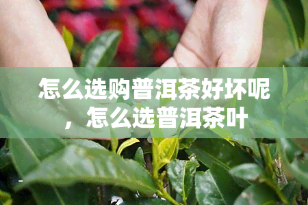 怎么选购普洱茶好坏呢，怎么选普洱茶叶