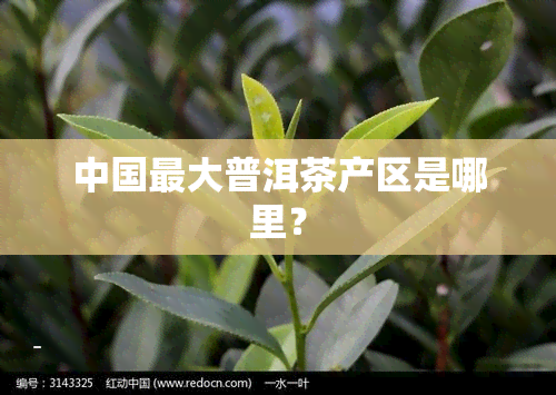 中国更大普洱茶产区是哪里？