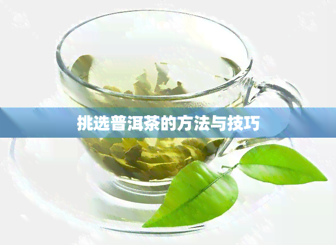 挑选普洱茶的方法与技巧