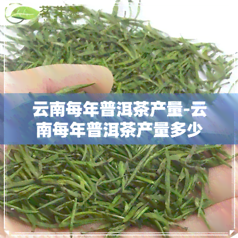 云南每年普洱茶产量-云南每年普洱茶产量多少