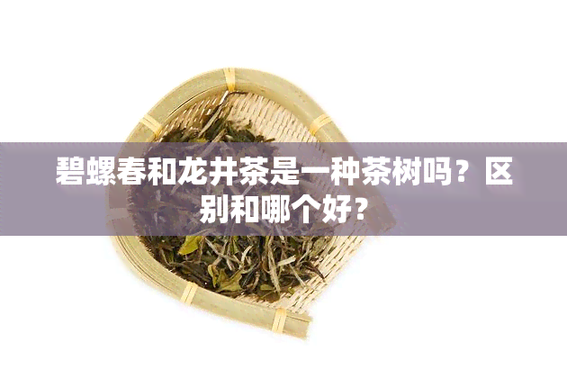 碧螺春和龙井茶是一种茶树吗？区别和哪个好？