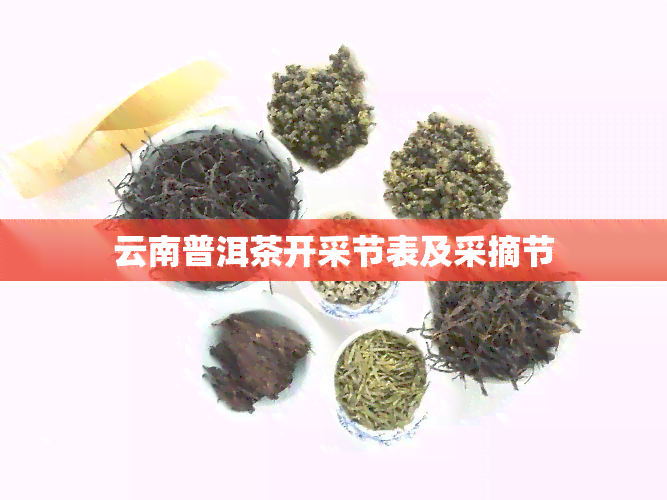 云南普洱茶开采节表及采摘节