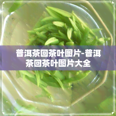 普洱茶回茶叶图片-普洱茶回茶叶图片大全