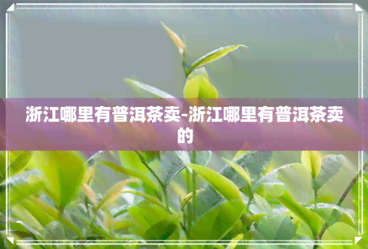 浙江哪里有普洱茶卖-浙江哪里有普洱茶卖的