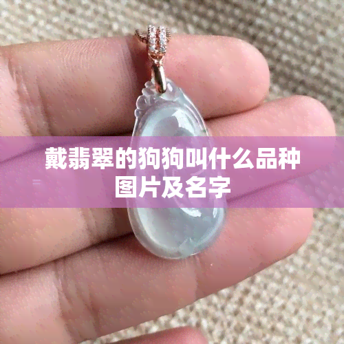 戴翡翠的狗狗叫什么品种图片及名字