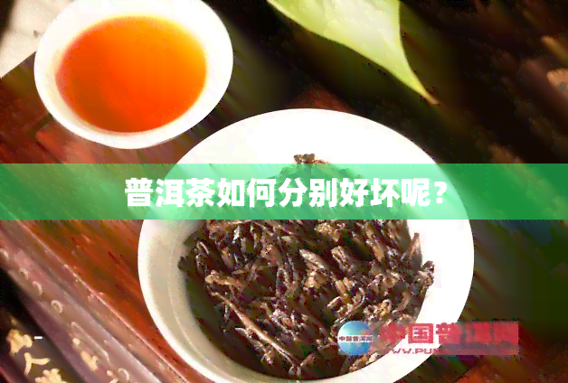 普洱茶如何分别好坏呢？