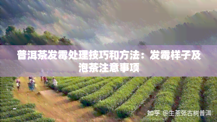 普洱茶发霉处理技巧和方法：发霉样子及泡茶注意事项