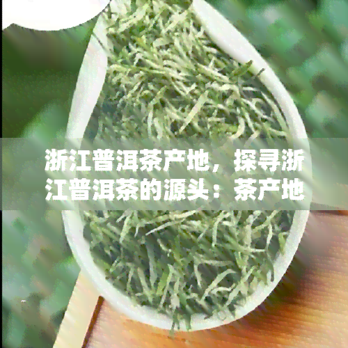 浙江普洱茶产地，探寻浙江普洱茶的源头：茶产地的秘密揭示