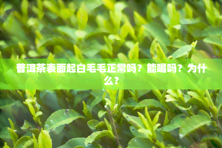 普洱茶表面起白毛毛正常吗？能喝吗？为什么？