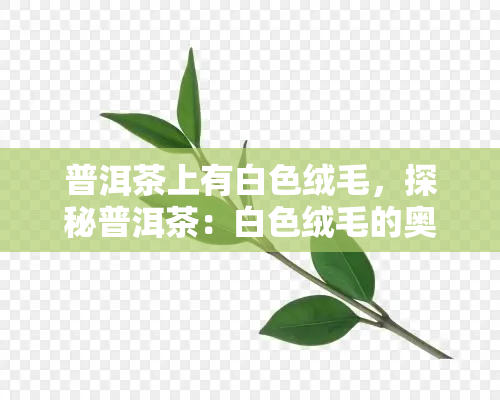 普洱茶上有白色绒毛，探秘普洱茶：白色绒毛的奥秘