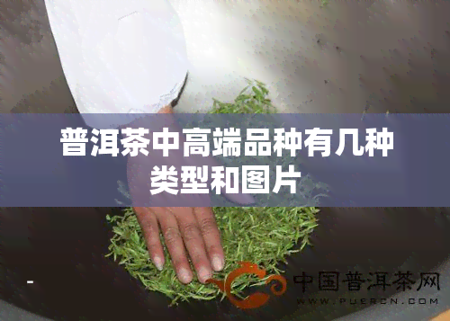 普洱茶中高端品种有几种类型和图片