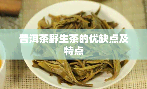 普洱茶野生茶的优缺点及特点