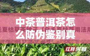 中茶普洱茶怎么防伪鉴别真假查询