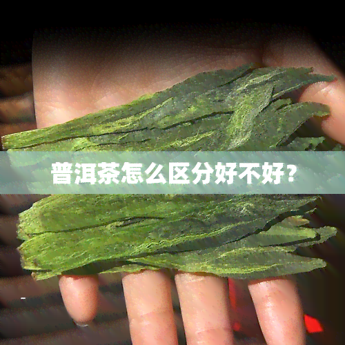 普洱茶怎么区分好不好？