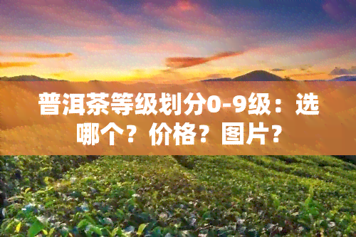 普洱茶等级划分0-9级：选哪个？价格？图片？