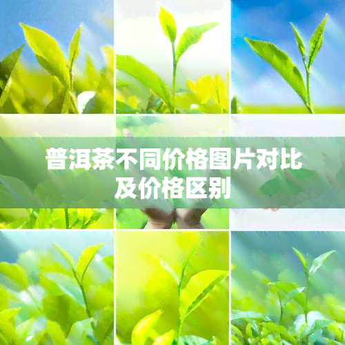 普洱茶不同价格图片对比及价格区别