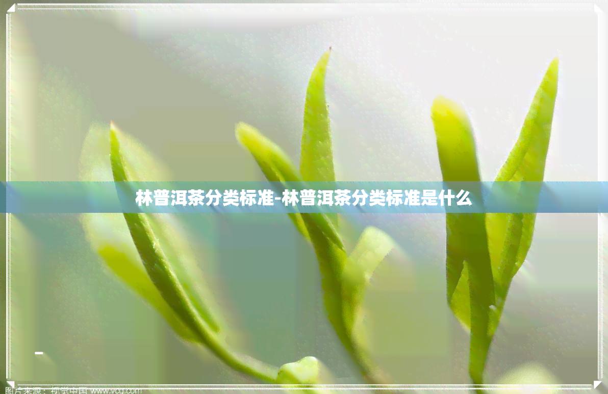 林普洱茶分类标准-林普洱茶分类标准是什么