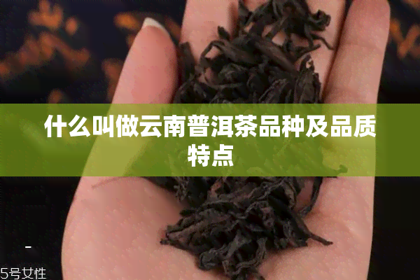 什么叫做云南普洱茶品种及品质特点