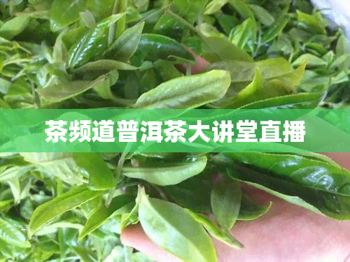 茶频道普洱茶大讲堂直播