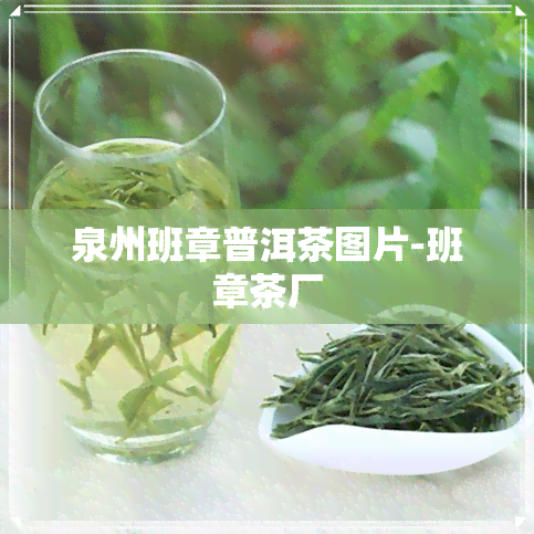 泉州班章普洱茶图片-班章茶厂