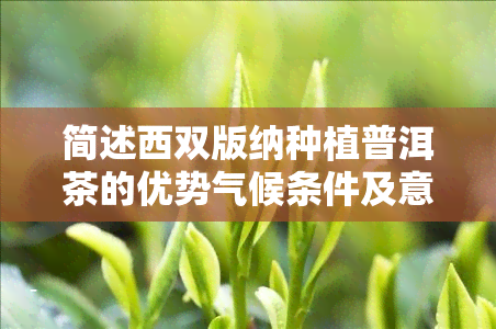 简述西双版纳种植普洱茶的优势气候条件及意义