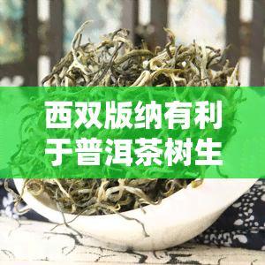 西双版纳有利于普洱茶树生长的气候条件及种植优势