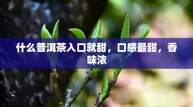 什么普洱茶入口就甜，口感最甜，香味浓