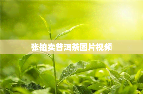 张拍卖普洱茶图片视频