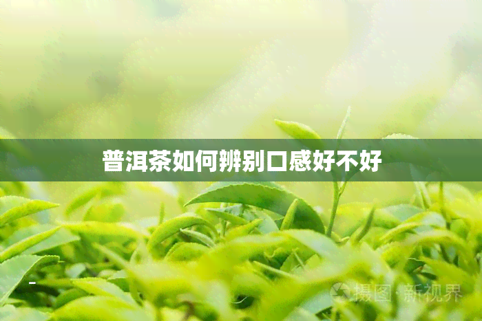 普洱茶如何辨别口感好不好