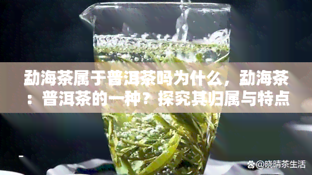 勐海茶属于普洱茶吗为什么，勐海茶：普洱茶的一种？探究其归属与特点