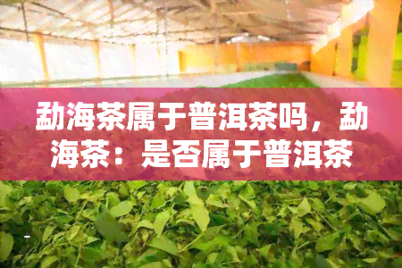 勐海茶属于普洱茶吗，勐海茶：是否属于普洱茶？揭秘这个茶叶的身份