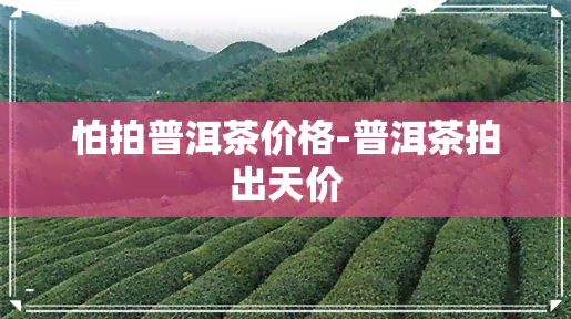 怕拍普洱茶价格-普洱茶拍出天价