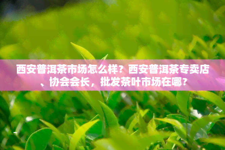 西安普洱茶市场怎么样？西安普洱茶专卖店、协会会长，批发茶叶市场在哪？