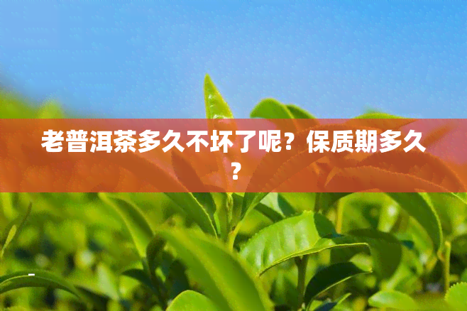 老普洱茶多久不坏了呢？保质期多久？