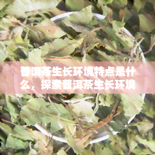 普洱茶生长环境特点是什么，探索普洱茶生长环境的独特特点