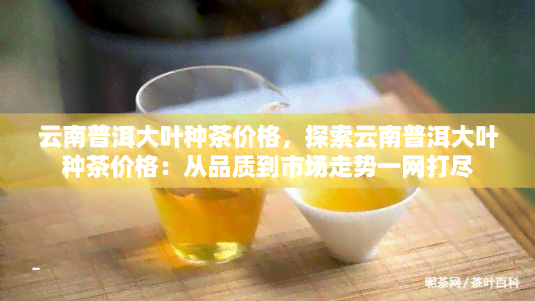 云南普洱大叶种茶价格，探索云南普洱大叶种茶价格：从品质到市场走势一网打尽