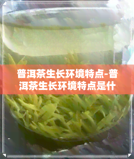 普洱茶生长环境特点-普洱茶生长环境特点是什么