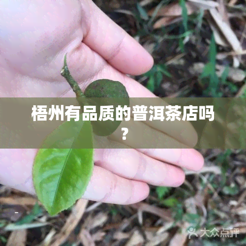 梧州有品质的普洱茶店吗？