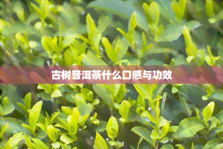 古树普洱茶什么口感与功效