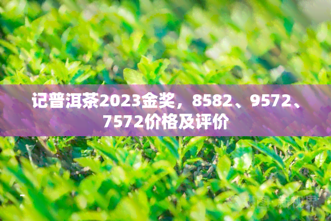 记普洱茶2023金奖，8582、9572、7572价格及评价