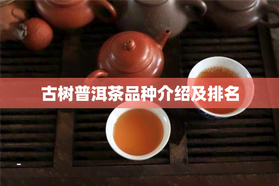 古树普洱茶品种介绍及排名